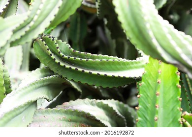 Closeup Of A Euphorbia Ingens Branch