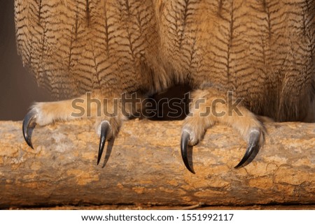 A closeup of Eurasian eagle owl talons
