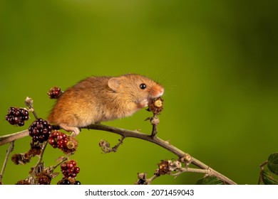 1,358 Eurasian Mice Images, Stock Photos & Vectors | Shutterstock