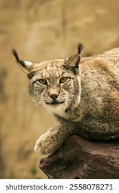 Close-up of a eurasian lynx resting on a log, looking directly at the camera