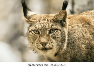 Close-up of a eurasian lynx resting on a log, looking directly at the camera