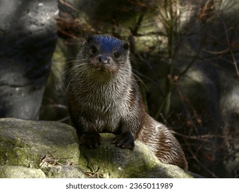 Close-up of eurasian otter in captivity - Shutterstock ID 2365011989