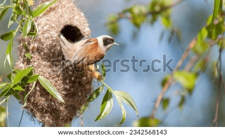 A closeup of a Eurasian penduline tit sitting in a nest on a green tree