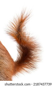 Close-up Of A Eurasian Red Squirrel Tail, Sciurus Vulgaris, One Year Old, Isolated On White