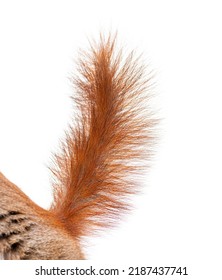 Close-up Of A Eurasian Red Squirrel Tail, Sciurus Vulgaris, One Year Old, Isolated On White