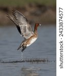 Closeup of a Eurasian wigeon takaoff at Bhigwan bird sanctuary, Maharashtra