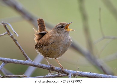 Closeup of a Eurasian Wren bird, Troglodytes troglodytes, bird singing in a forest during Springtime - Powered by Shutterstock