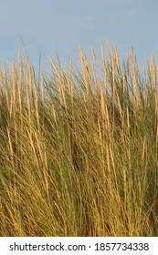 Close-up Of European Beachgrass Against A Blue Sky
