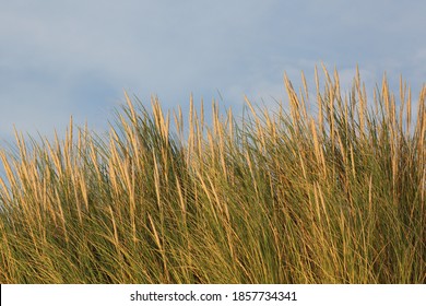 Close-up Of European Beachgrass Against A Blue Sky
