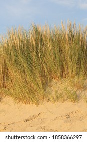 Close-up Of European Beachgrass Against A Blue Sky
