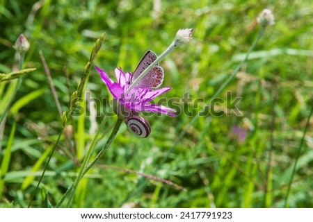 close-up: European common blue butterfly on the xeranthemum purplish tubular flower with a snail captured sidewise Stock photo © 