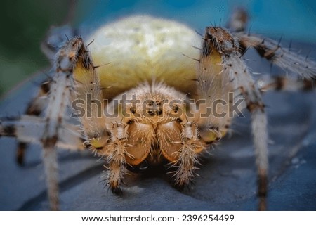 Closeup of European garden spider (cross spider, crowned orb weaver) sitting on a spider web
