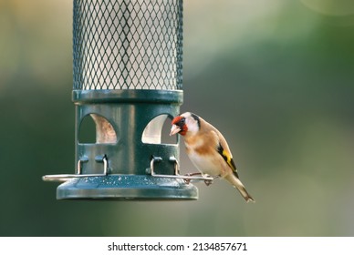 Close-up Of European Goldfinch Feeding On A Bird Feeder, UK.