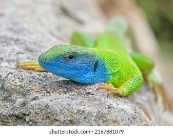 Close-up with european green lizard (Lacerta viridis) in natural habitat - Powered by Shutterstock
