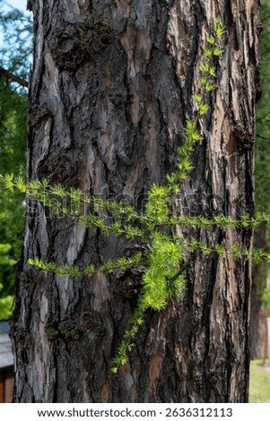 Close-up of European larch (Larix decidua) trunk with fresh green shoots growing from side branch in spring, detailed bark texture.