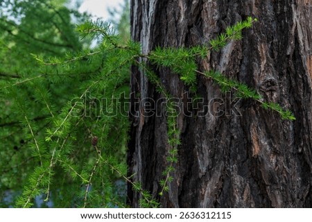 Close-up of European larch (Larix decidua) trunk with fresh green shoots growing from side branch in spring, detailed bark texture.