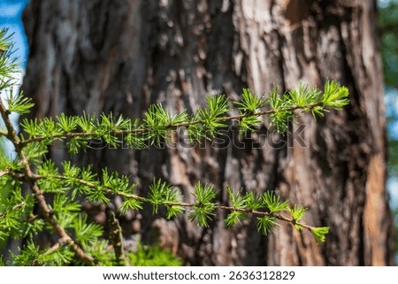 Close-up of European larch (Larix decidua) branch with fresh green needles in spring, with tree bark texture in background.