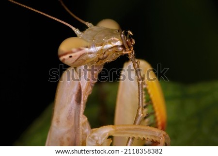 Close-up of a European mantis (Mantis religiosa) while she cleans her paws.