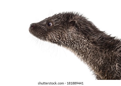 Close-up of an European otter's profile, Lutra lutra, isolated on white