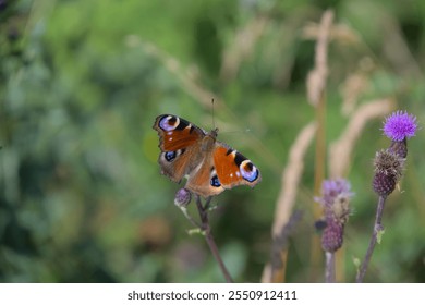 Close-up of a European peacock butterfly resting on a purple wildflower against a blurred green background. - Powered by Shutterstock