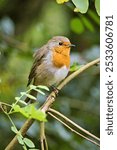 A close-up of a European robin perched on a branch surrounded by green foliage.