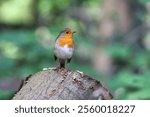 A closeup of a European robin redbreast bird, Erithacus rubecula standing on a wood log in a forest