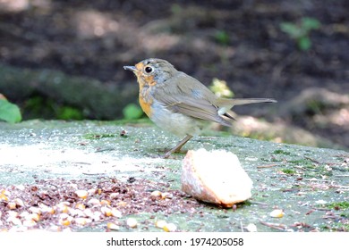 A Close-up Of A European Robin Sitting On A Ground Next To A Heel Of The Bread And Some Seeds
