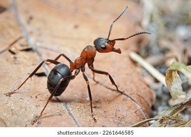closeup of european wood ant, formica poyctena - Shutterstock ID 2261646585