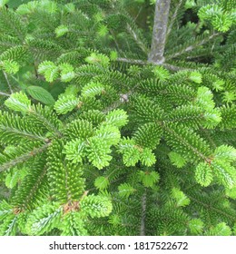 Closeup Of Evergreen Boughs At The Botanical Garden