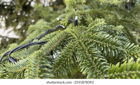 Close-Up of Evergreen Branches with Festive String Lights. Detailed image of lush green evergreen branches adorned with string lights, evoking the spirit of holiday celebrations and wintertime joy.