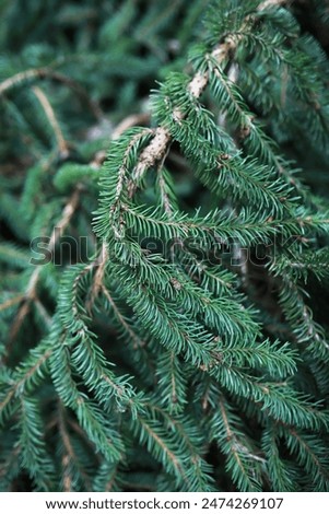 Close-Up of Evergreen Pine Tree Branches with Fresh Green Needles