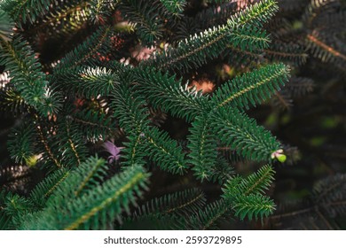 Close-up of evergreen tree branches with sharp green needles. Rich green texture. Natural background, freshness, winter. Christmas tree branches, coniferous forest outdoor background, copy space
