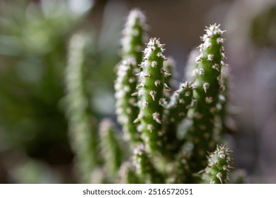 Close-up of Eve's Pin Cactus with sharp spines and textured stems