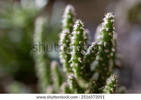 Close-up of Eve's Pin Cactus with sharp spines and textured stems