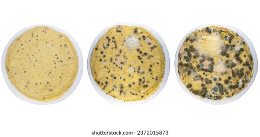 A close-up with the evolution of mold on a plate with food. Fungus of many types and colors grown on spoiled food
