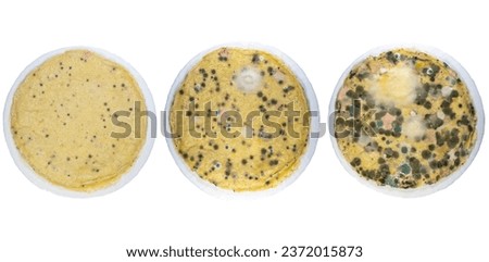 A close-up with the evolution of mold on a plate with food. Fungus of many types and colors grown on spoiled food
