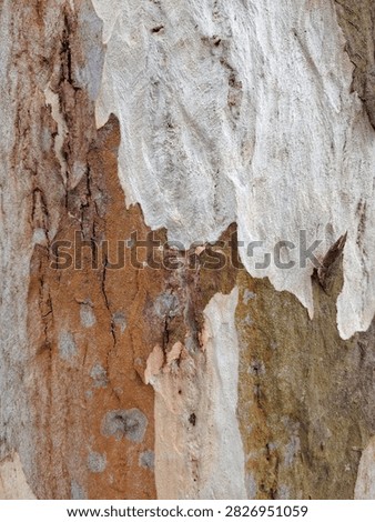 Close-up of exfoliating tree bark with mottled camouflage-like patchwork of cream, tan, olive and brown tones, natural texture background