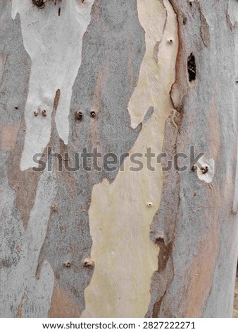 Close-up of exfoliating tree bark with mottled camouflage-like patchwork of cream, tan, olive and brown tones, natural texture background