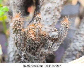 Close-up of an exotic mini cactus with sharp orange spines and fine white hairs, growing outdoors with a soft blurred background. Perfect for nature, gardening, botany, and desert vegetation themes.