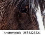 A closeup of the eye of a beautiful bay shire with a fluffy coat and a white patch on its muzzle