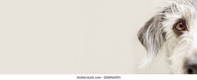 Closeup of the eye and face of a dog cropped on one side. Social Media or web banner with room for text