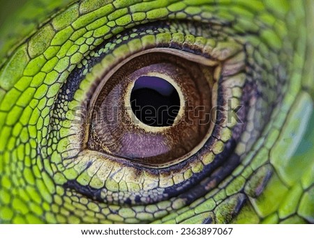 closeup of a eye green iguana, eye of a green lizard
