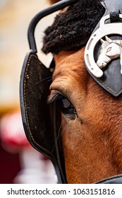 Close-up Of Eye Of A Horse Wearing Blinders