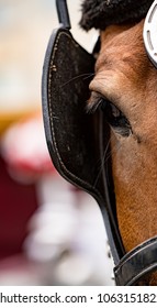 Close-up Of Eye Of A Horse Wearing Blinders