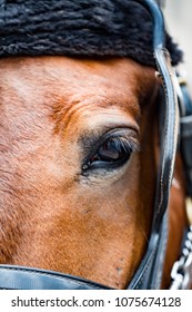 Close-up Of Eye Of A Horse Wearing Blinders