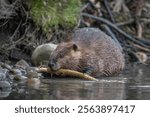 Closeup eye level portrait of a beaver feeding on a tree branch