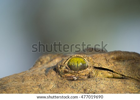 Similar – Close-up of a yellow caterpillar