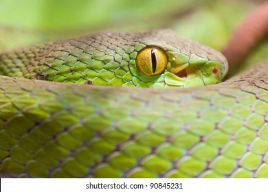 Closeup eye of snake