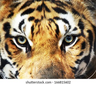 Close-up eye of tiger