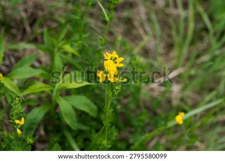 A close-up, eye-level shot capturing a small cluster of bright yellow wild bird's-foot trefoil (Lotus corniculatus) blossoms growing in a grassy meadow. The pea-like flowers feature distinct claw-shaped petals clustered at the top of a slender green stem. Deep green leaves and thin grass blades surround the central blooms, while the immediate foreground and background blur into a soft green bokeh, highlighting the vibrant yellow of the wildflower patch.